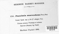 Puccinia suaveolens image